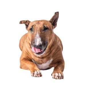 Tajemství Vánoc od Charlie